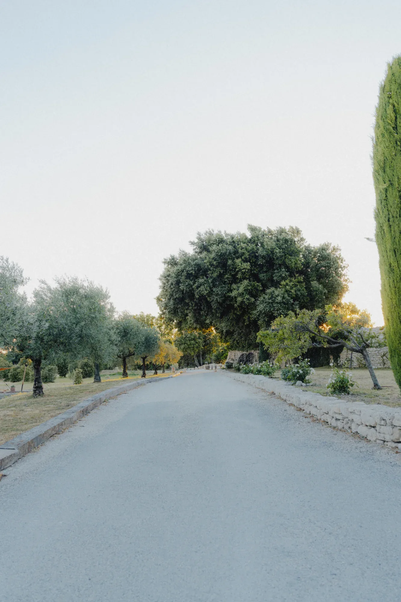 L'allée bordée d'oliviers du domaine