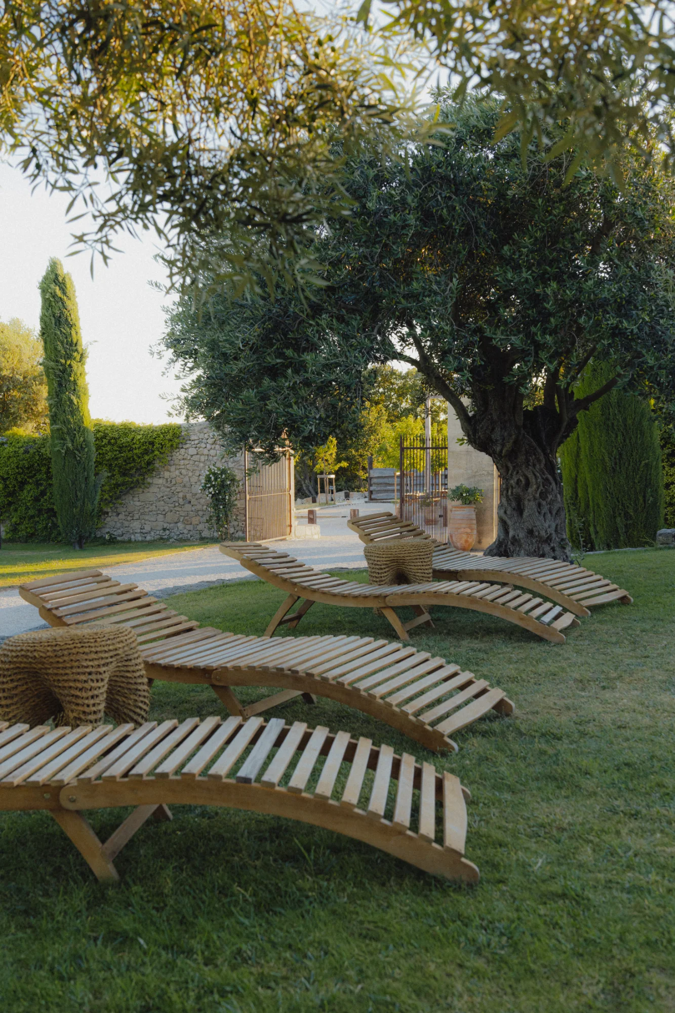 Des transats sur la pelouse, entre les oliviers